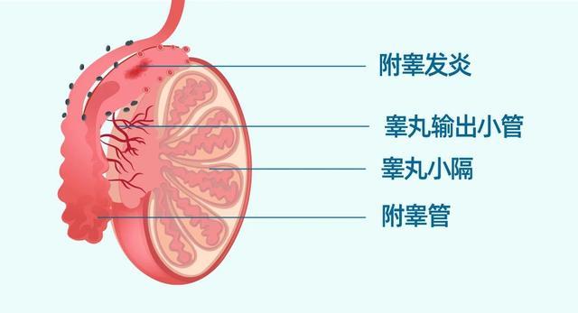 AMH为1.5可以做供卵试管婴儿吗，1.5amh是多大的年龄？