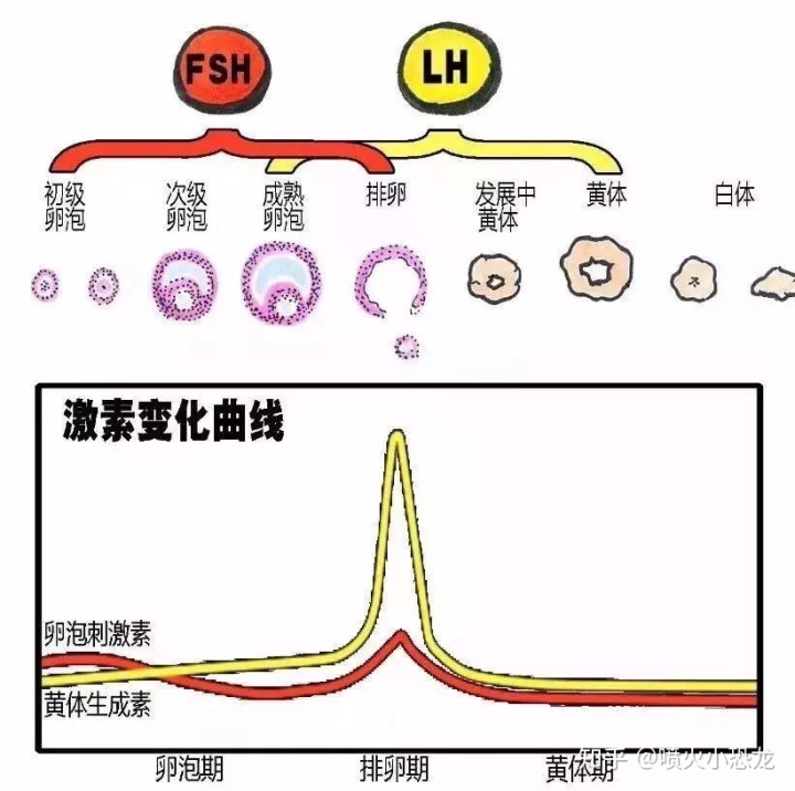 谁是做供卵生子代生试管的未婚人士的孩子